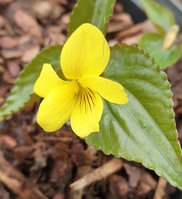 Viola brevistipulata hidakana